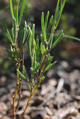 Argyrolobium angustissimum