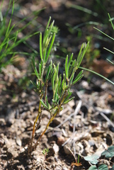 Argyrolobium angustissimum