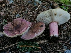 Russula queletii
