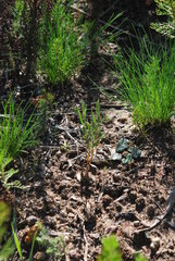 Argyrolobium angustissimum