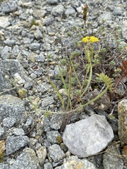 Bupleurum bicaule