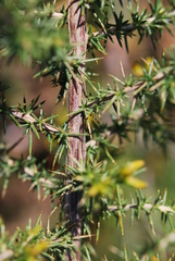 Aspalathus astroites