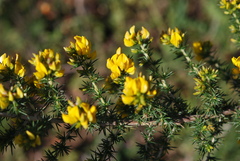 Aspalathus astroites