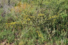 Aspalathus astroites