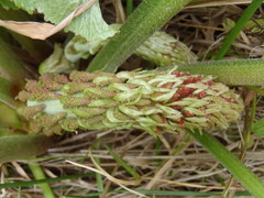 Gunnera perpensa