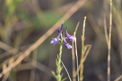 Delphinium peregrinum