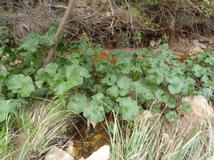 Gunnera perpensa
