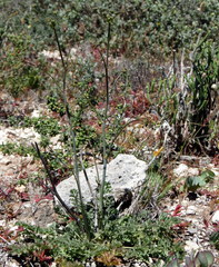 Glia decidua