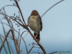 Cisticola marginatus