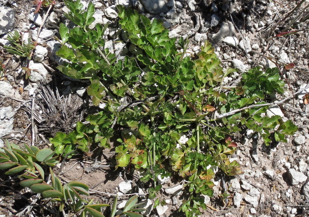 Swartland Gli