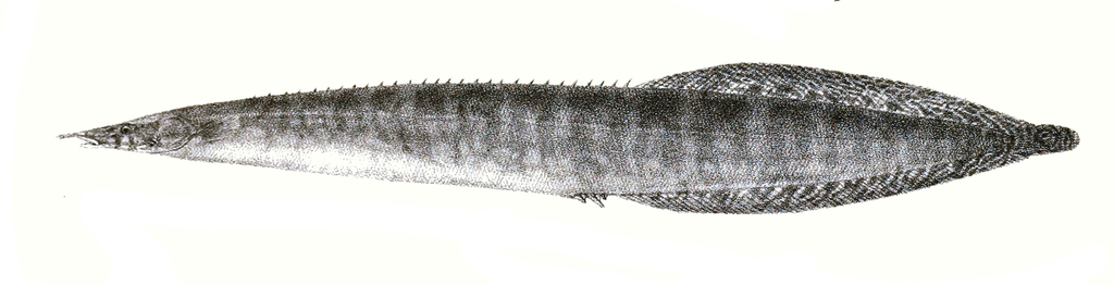 Malabar Spiny Eel