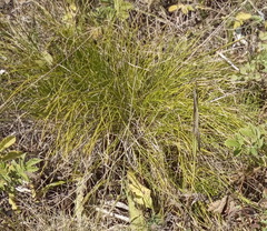 Carex humilis
