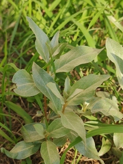 Elaeagnus commutata
