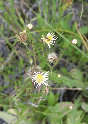 Erigeron acer iNat (2)