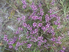 Muraltia knysnaensis