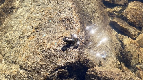 iNaturalist observation photo of Sierra Nevada Yellow-legged Frog