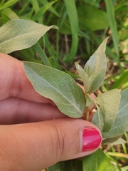 Elaeagnus commutata