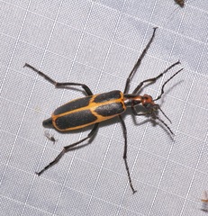 Pyrota obliquefascia