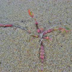 Mesembryanthemum dinteri