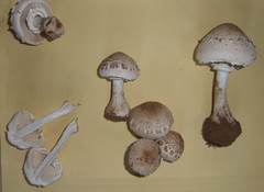 Macrolepiota zeyheri