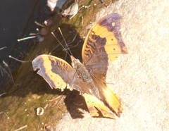 Precis tugela tugela