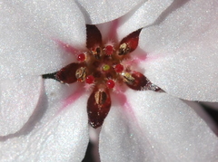 Adenandra marginata