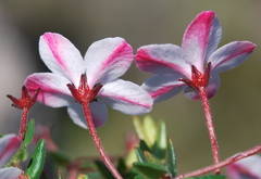 Adenandra marginata
