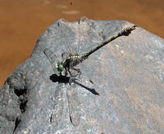 Paragomphus cognatus
