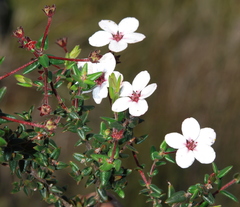Adenandra marginata