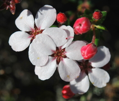 Adenandra marginata