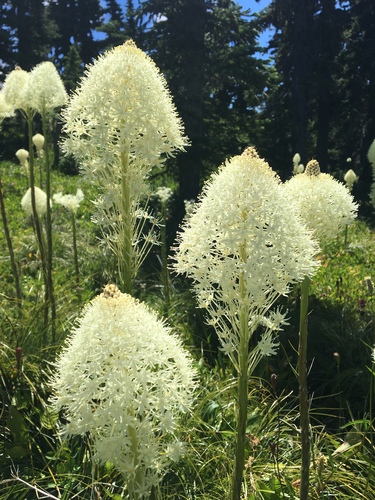 common beargrass
