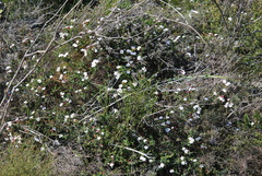 Adenandra marginata
