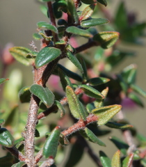 Adenandra marginata