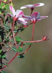 Adenandra marginata