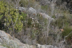 Adenandra marginata
