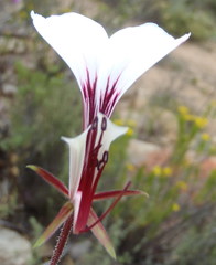 Pelargonium tetragonum