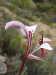 Pelargonium tetragonum