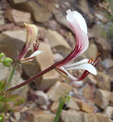 Pelargonium tetragonum