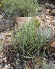 Pelargonium tetragonum