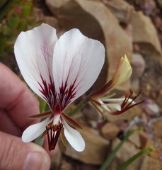 Pelargonium tetragonum