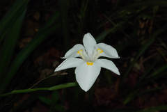 Dietes flavida