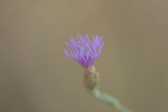 Centaurea spinosociliata