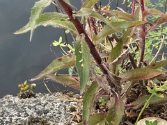 Hieracium sabaudum