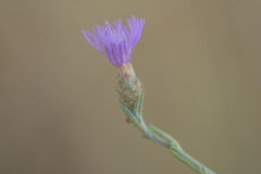 Centaurea spinosociliata