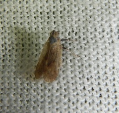 Pentastiridius