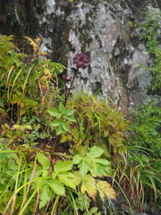 Angelica cryptotaeniifolia