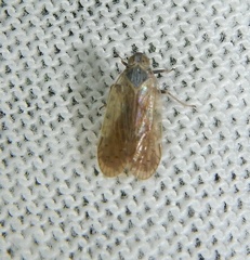 Pentastiridius