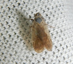 Pentastiridius