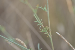 Centaurea spinosociliata