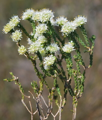 Agathosma capitata